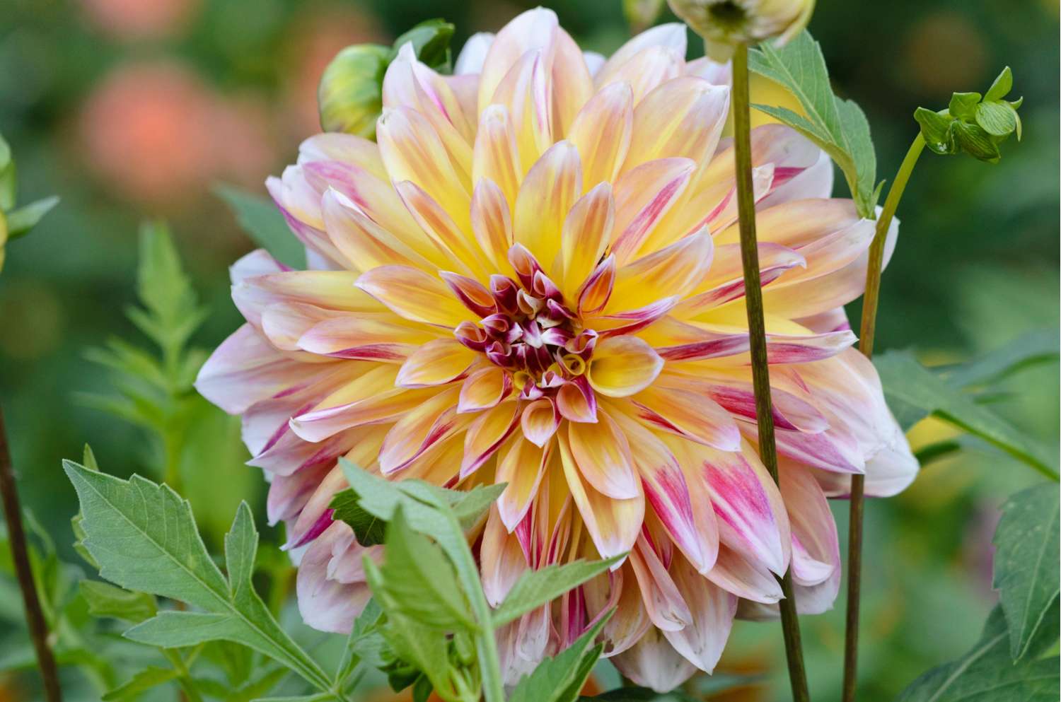 Daalia 'Caribbean Fantasy'